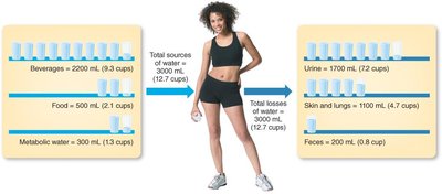 Water content of different foods