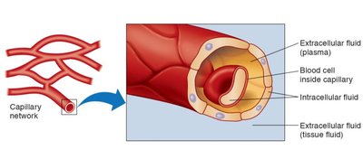 Capillary network and fluid compartments