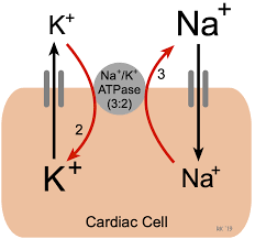 Sodium-potassium pump