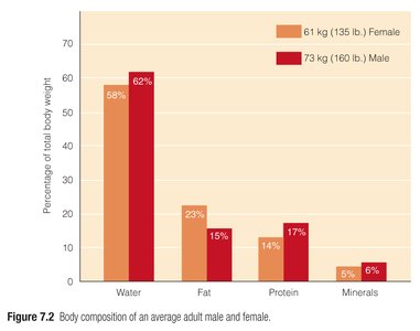 Body composition of adult male and female