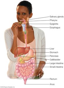 Labeled diagram of the human digestive system
