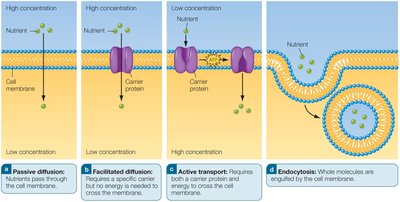 Mechanisms of nutrient absorption across membranes