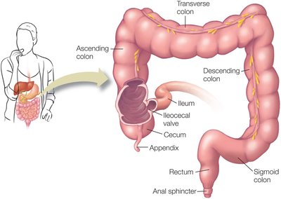 Large intestine anatomy and sections