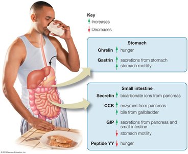 Hormonal regulation of digestion