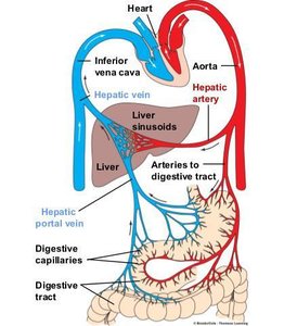 Hepatic portal system and liver blood flow