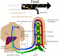 Lymphatic absorption of fat-soluble nutrients