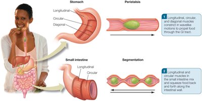 Peristalsis and segmentation in the GI tract