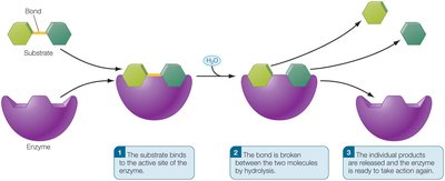 Enzyme-substrate interaction and hydrolysis