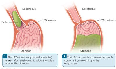 Lower esophageal sphincter function