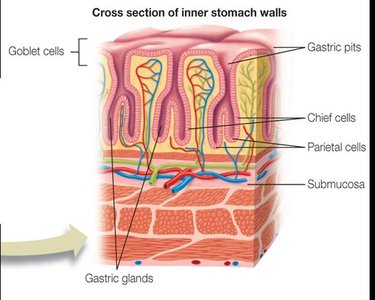Cross-section of stomach wall showing gastric glands