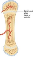 Epiphyseal Plate in Long Bone