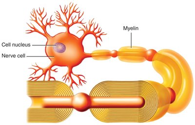Functions of vitamin B6