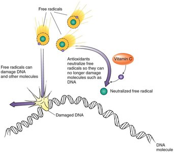 Antioxidant action of vitamin C