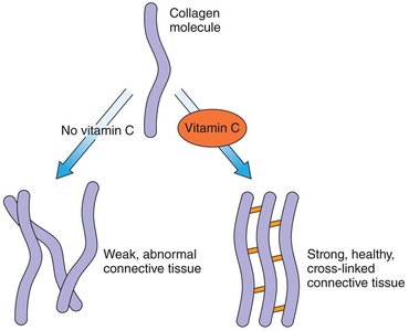Vitamin C in collagen synthesis
