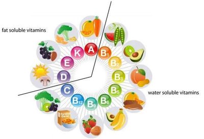 Classification of vitamins by solubility and food sources