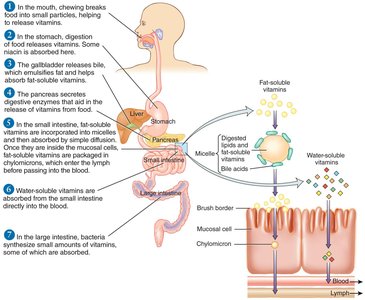 Absorption of water- and fat-soluble vitamins in the digestive tract