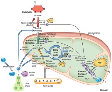 B vitamins in energy metabolism pathways