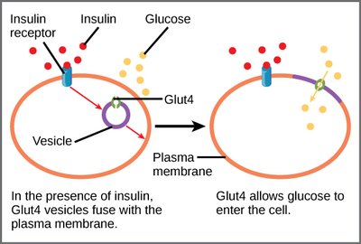 Insulin and GLUT4-mediated glucose uptake
