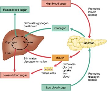 Feedback regulation of blood glucose by insulin and glucagon