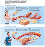 Hormones regulating blood glucose