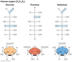 Structural differences among glucose, fructose, and galactose