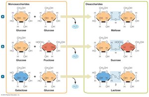 Condensation reaction forming disaccharides