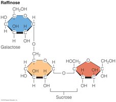 Structure of an oligosaccharide (raffinose)