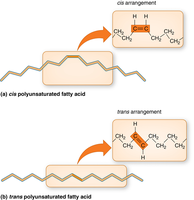 Cis and trans arrangement of polyunsaturated fatty acids
