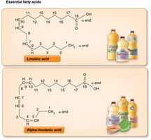 Structure of linoleic acid and alpha-linolenic acid