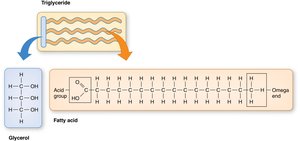 Structure of triglyceride and fatty acid