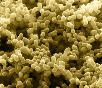 Microscopic image of bacteria