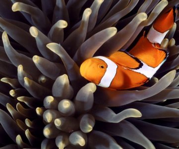 Clownfish and anemone as an example of symbiosis