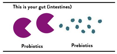 Diagram showing probiotics and prebiotics