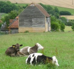Cows in a rural environment