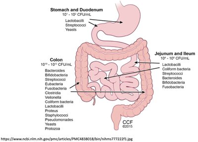 Diagram of microbial populations in the GI tract