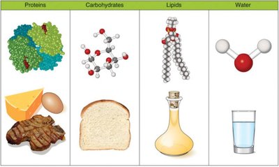 Visual comparison of proteins, carbohydrates, lipids, and water