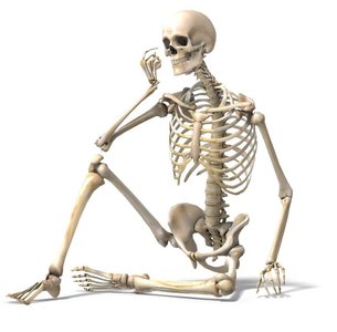 Human skeleton