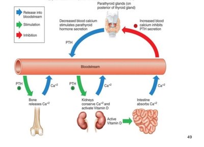 Dietary sources of vitamin D