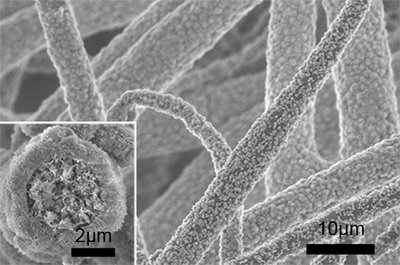 Collagen fibers under microscope