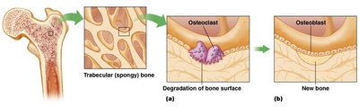 Bone remodeling: osteoclasts and osteoblasts