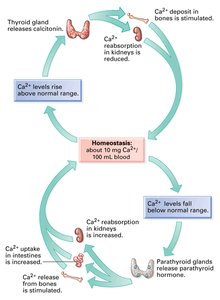 Calcium homeostasis