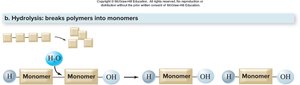 Hydrolysis diagram