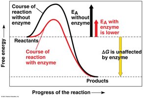 Enzyme lowers activation energy