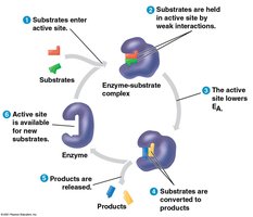 Enzyme-substrate complex cycle
