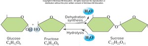 Formation and breakdown of sucrose