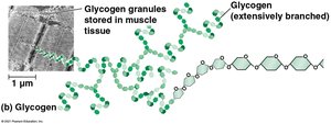 Glycogen structure
