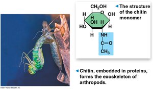 Chitin structure and arthropod exoskeleton