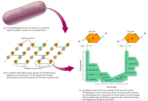 Peptidoglycan structure in bacteria
