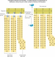 Structure of triglycerides