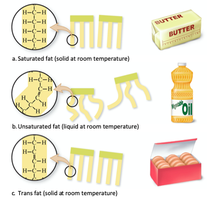 Saturated, unsaturated, and trans fats